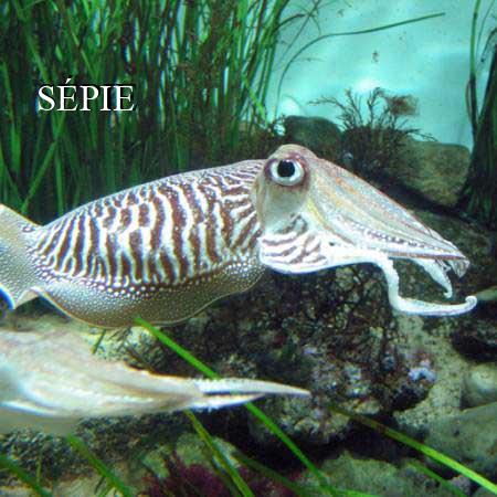 SÉPIE