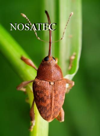 NOSATEC