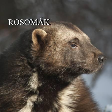 ROSOMÁK