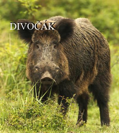 DIVOČÁK
