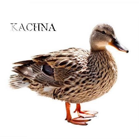 KACHNA