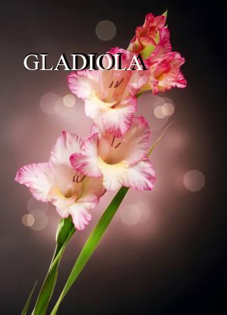 GLADIOLA