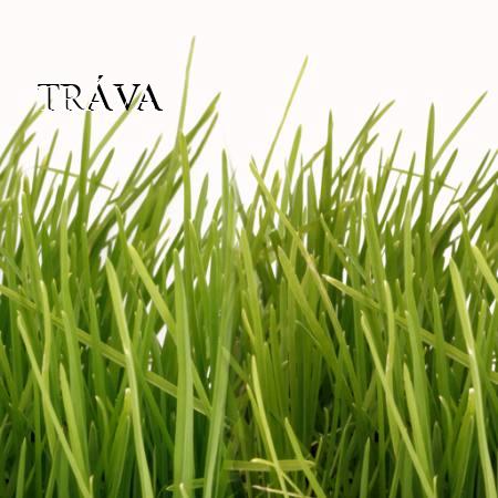 TRÁVA
