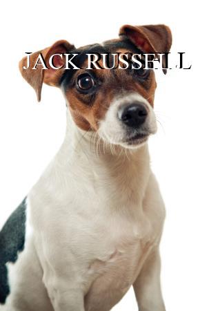 JACK RUSSELL