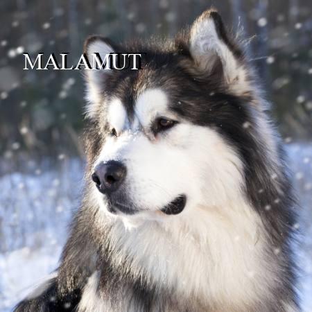 MALAMUT