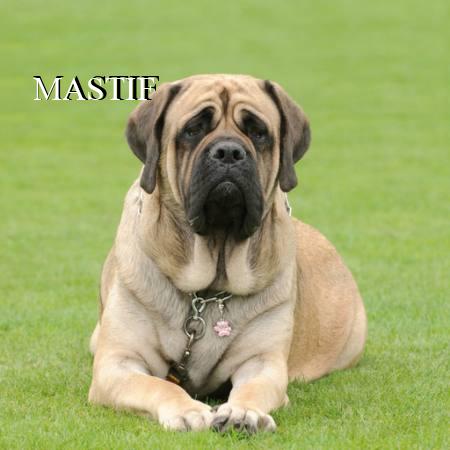 MASTIF
