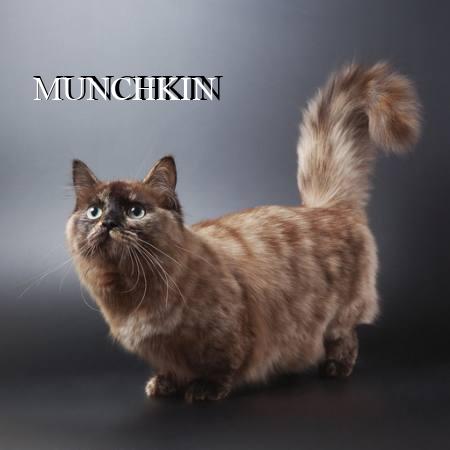 MUNCHKIN