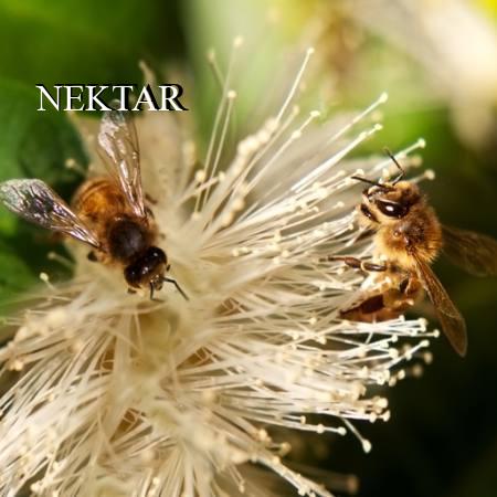 NEKTAR