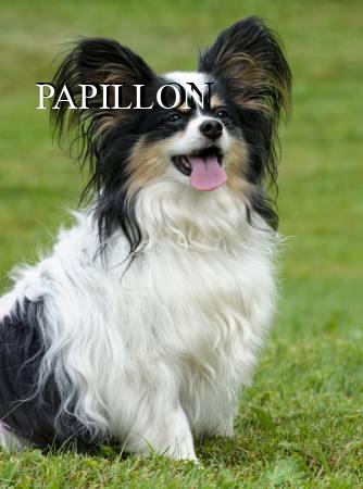 PAPILLON