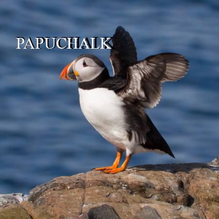 PAPUCHALK