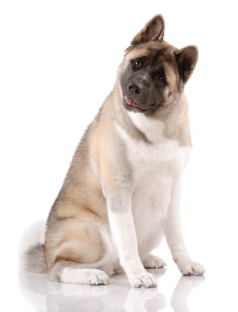 AKITA