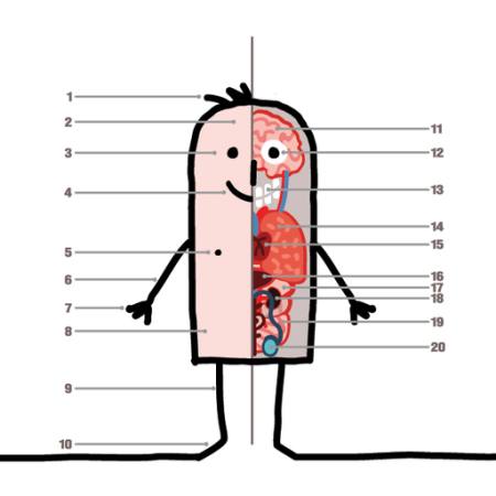 ANATOMIE