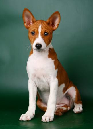 BASENJI