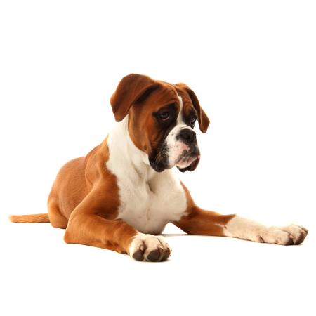 BOXER