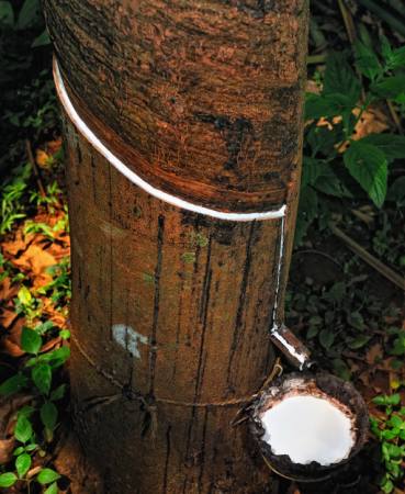 KAUČUK