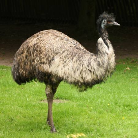EMU