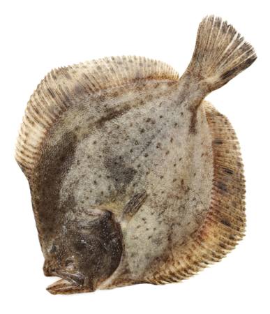 PLATÝS
