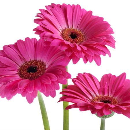 GERBERA