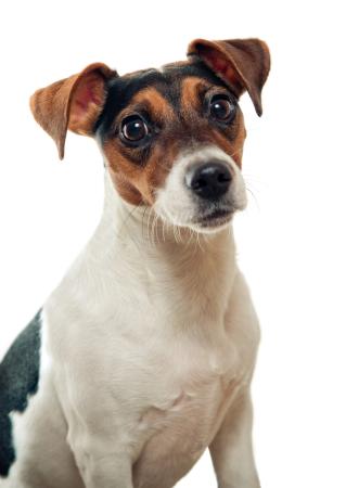 JACK RUSSELL