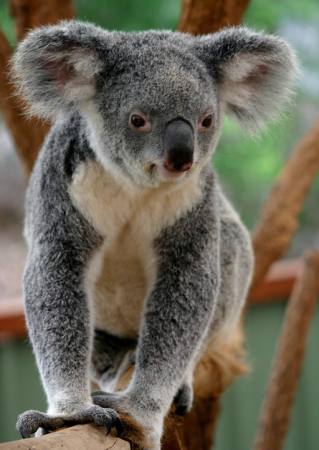 KOALA