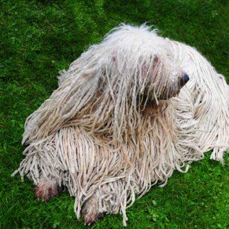 KOMONDOR