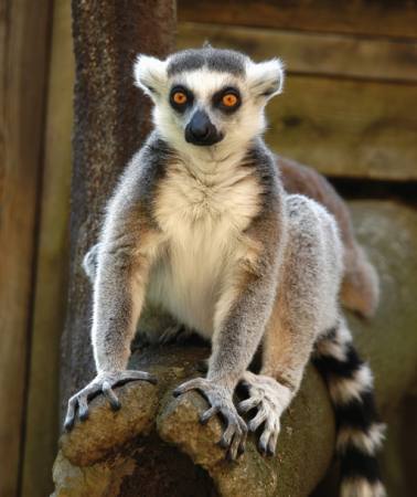 LEMUR