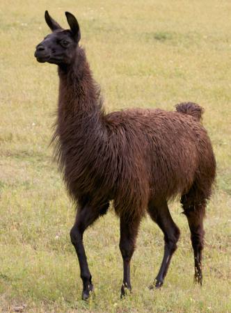 LAMA