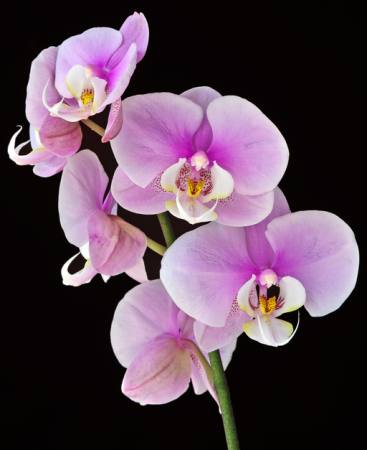 ORCHIDEJ