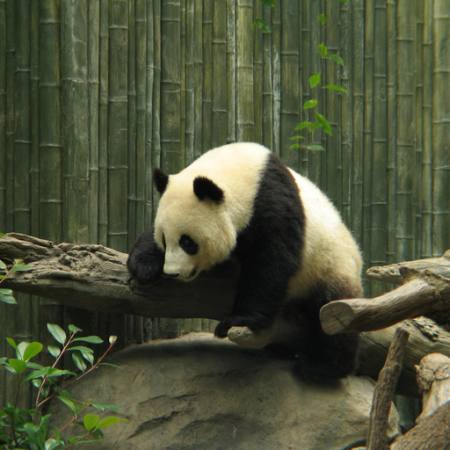 PANDA