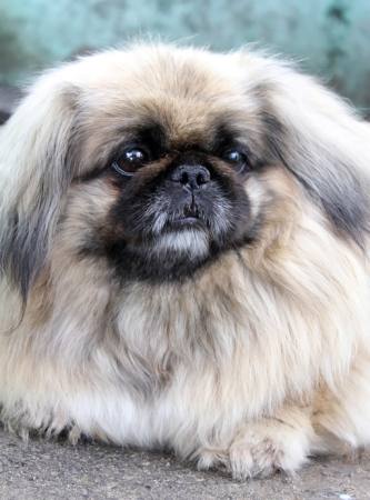 PEKINÉZ