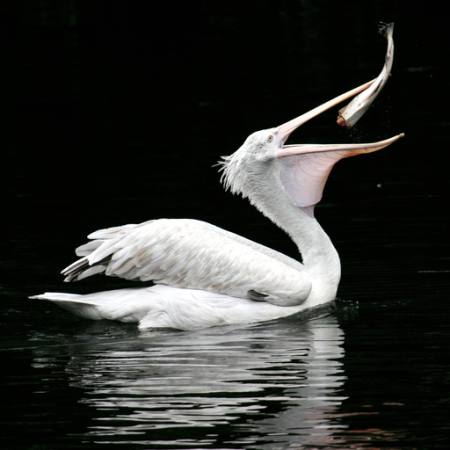 PELIKÁN