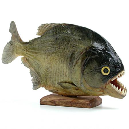 PIRAŇA