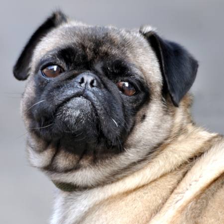 MOPS
