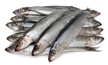 SARDINKY
