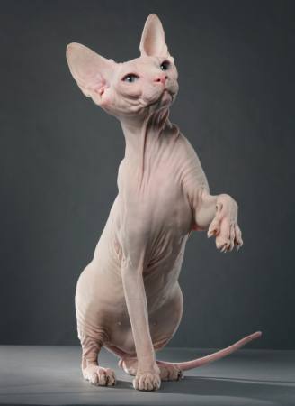 SFINGA